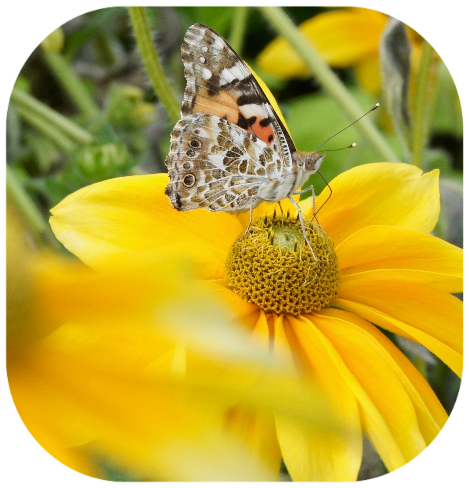 SKNULFV Stiftung: Engagement für Sport, Kultur, Kunst, Umwelt, Landwirtschaft und Familien